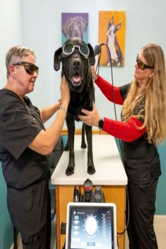 Laser Therapy can make sore, stiff joints move well again