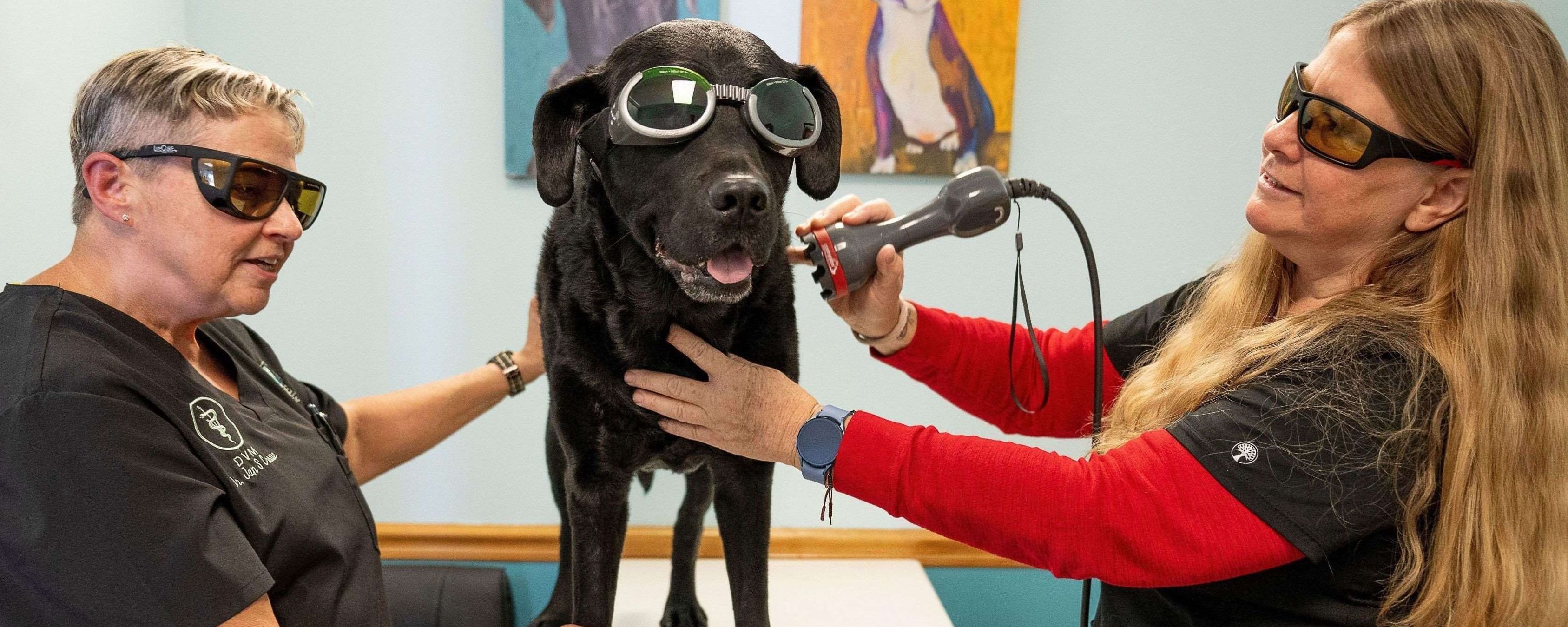 Dr. Crowe and Sharon with Laser Treatment for Charlie