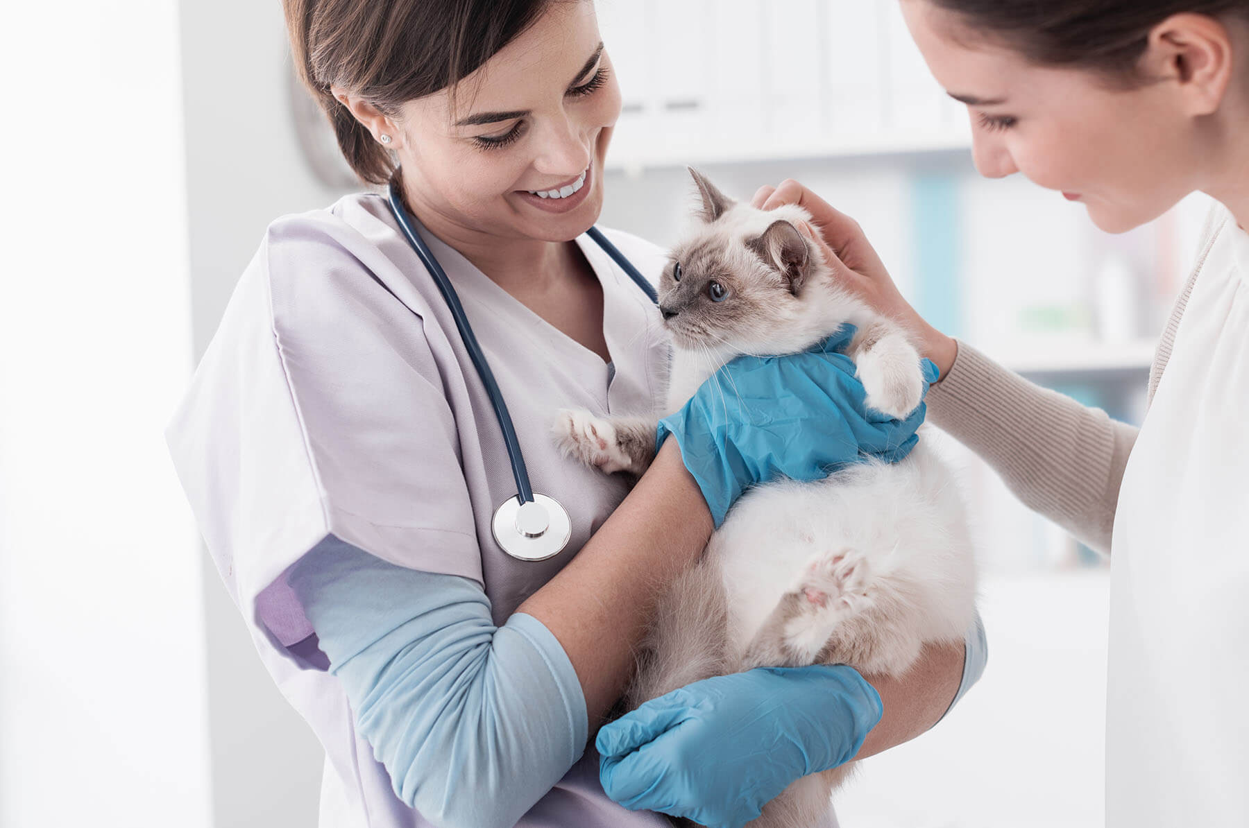 Creekside has lots of osnite services for your dog or cat