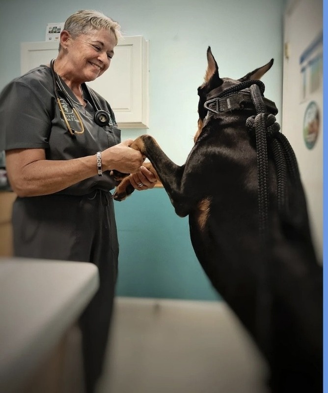 Professional Ear Crop Surgery by Dr. Jan Crowe